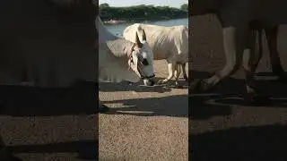 Cows 🐮 Cows##