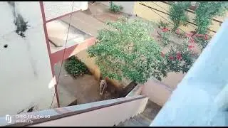 kutties atrocities #shorts#Doggy friend #shorts