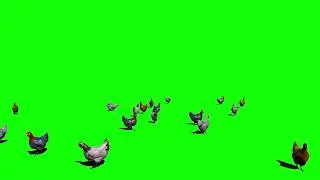 Flock of Hens Green Screen Effects Video | Hens of Flock Green Screen Videos | Chroma Key