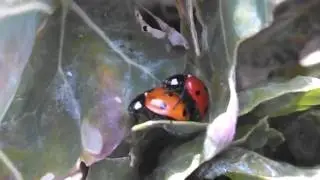Lady-bug PORNO XXX