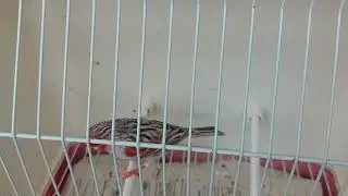Topacio Rojo Mosaico M 8 -22 ( seleccionando para cria )
