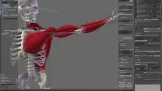 arm muscle mechanics X