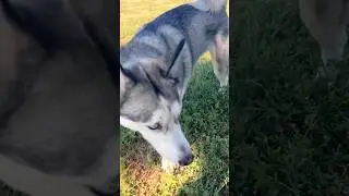 Husky finds pomsky playing hide and seek