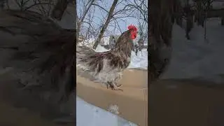 Джерсийский гигант окрас голубой