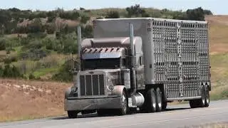 Cattle on the move