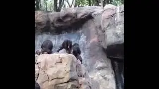 Семья обезьян🐵🐒🦍