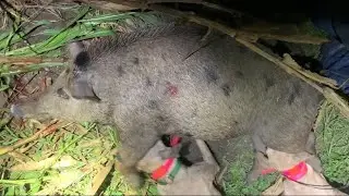 Hog Hunting With Dogs (Huge Sow)