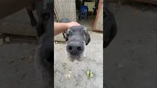 Доброй души Дог #дог #dog #doglover #собака