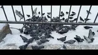 Птичий спор