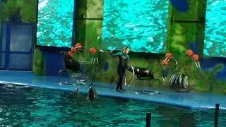 Дельфинарий Немо, Морские котики