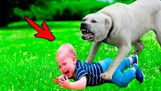 The mother left the child alone with the dog. When she returned, she was horrified!
