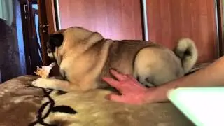 Копия видео "жадный мопс"