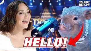 The Little Pig That Left the Judges Speechless! | Got Talent España
