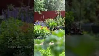 #texasgardening #summergarden #flowers #gardening #gardenflowers #pollinatorgarden