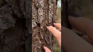 Bet you don’t remember that time I interviewed a tree 😔 #asmr #nature #relaxing #asmrsounds