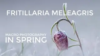 Photographing Spring Flowers in Slovenia