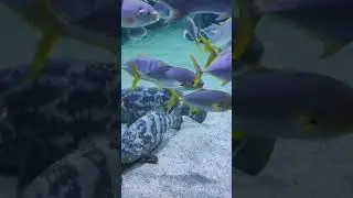 amazing fish 😳#shorts #viralshorts #fish #fishing #fishingvideo #fishcutting #tiktok