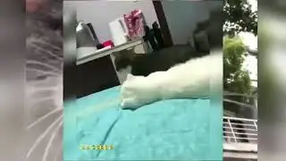 Koleksi Kucing Comel Viral