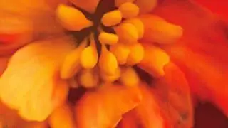 Everything is Okay - Peaceful Affirmations to Help You Relax