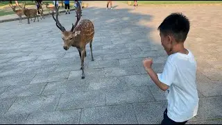 These Deers Are SO CUTE!!! Nara Park #2