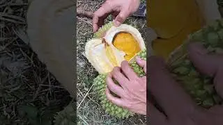 Durihitam udah baguskah