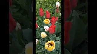 Distant village in May/Далекая деревня в мае