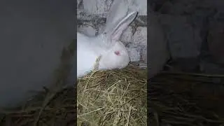 Удивительные кролики, результат непородного скрещивания...