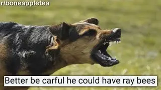 r/boneappletea Best Posts