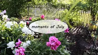 моменты июля / moments of July