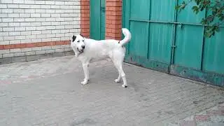 Джафар 5, 5 г.
