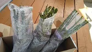 Розы из питомника 