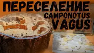 ОПЯТЬ ПЕРЕСЕЛЕНИЕ ? МУРАВЬИ-ГИГАНТЫ [CAMPONOTUS VAGUS]