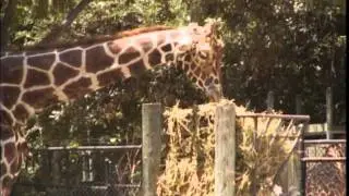 Kid Guides in Spanish Feeding Giraffe at Fort Worth Zoo