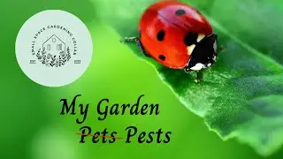 Dealing with Pests and Bugs | Small Space Gardening