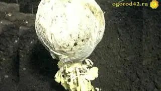 Посадка капусты для получения своих семян