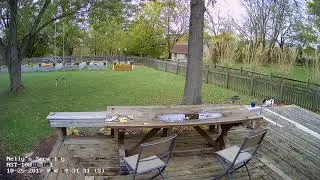 Nelly's Security NST-1080P-DM1 Daytime Backyard Demo