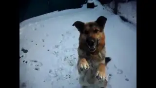 Мелкая зараза!!!