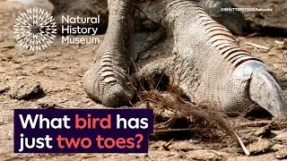 How can ostriches run so fast? | Surprising Science