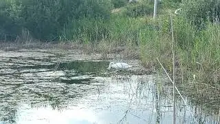 лебеди в малой части озера, 28.07.2024