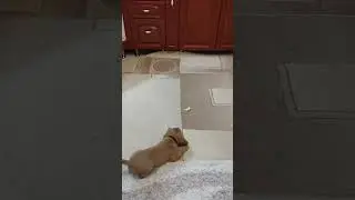 Пёс и лимон😄😄😄 реакция нашего Мани 😜 