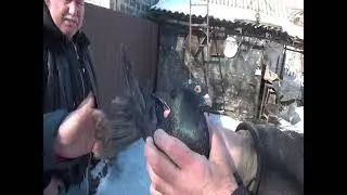 19 февраля  голуби  Покровска