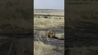 two giant lions 