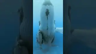 Горбатый кит