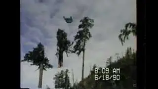 Carriage Pulling Timber Snaps Tree Top