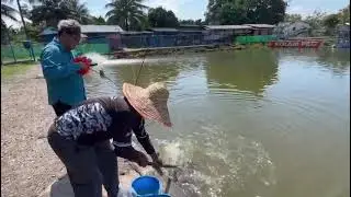 Fishing for GT at Brother Fishing Pond, Perling