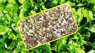 How to collect and quickly process mature leaf lettuce seeds without loss?