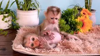 Baby Monkey Morning Wake-Up Routine | Little Monkey Daily Life at Home 🐒💕