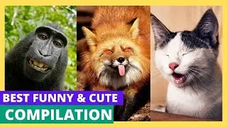 BEST Funny and CUTE Animals 2022 FUNNIEST Cats Dogs Monkey Mole .....