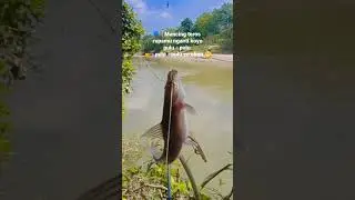 mancing baung #mancing #fishing #mancingmania