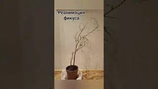 Реанимация фикуса #фикус #фикусбенджамина #реанимацияфикуса #растениянаподоконнике #shorts